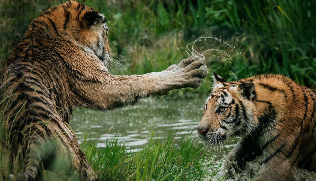 tigers fighting on swamp