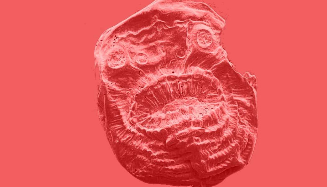 een enorme mond en geen anus: ontmoet onze vroegste (mogelijke) voorouder