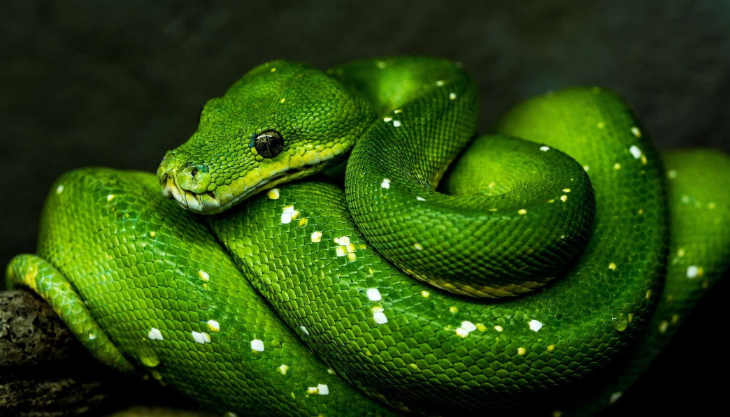ophidiofobie (slangenangst)