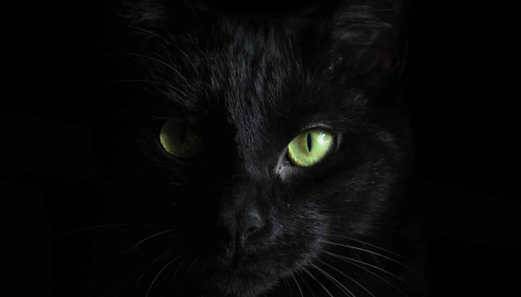 macro photography of black cat