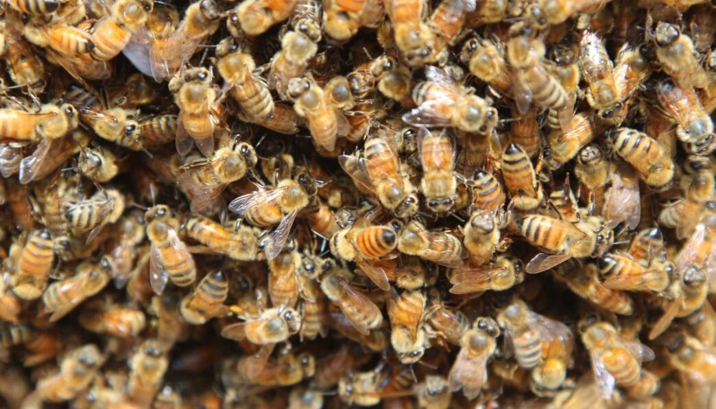 Trekt het doden van een wesp meer wespen aan?