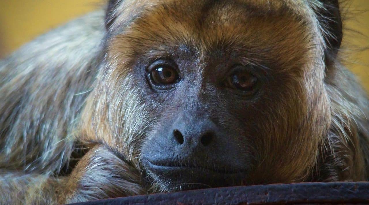 Wat is apenpokken (monkeypox)?