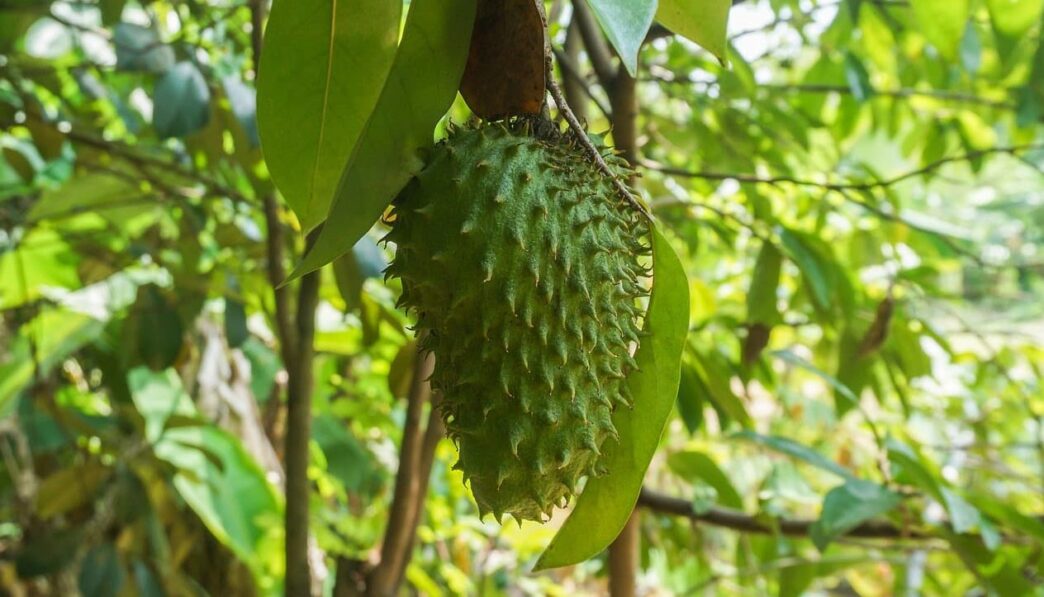 Wat is zuurzak of guanabana?