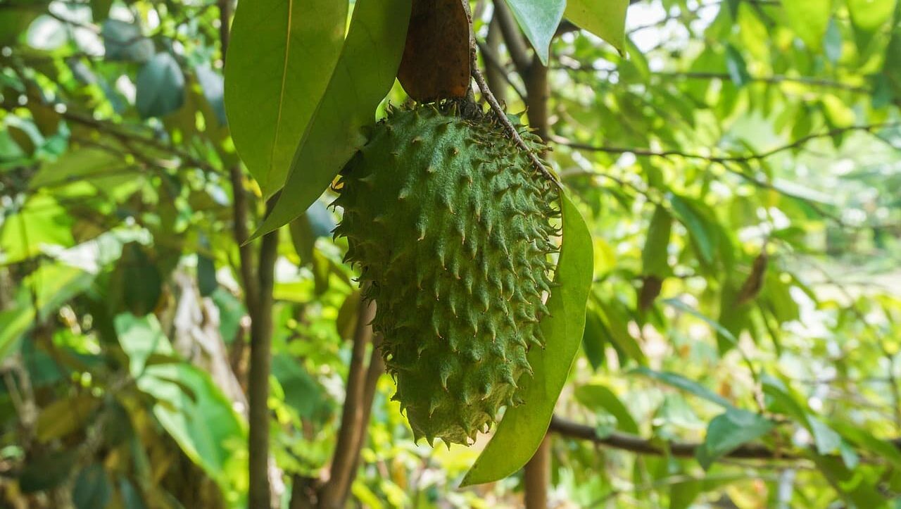 Wat is zuurzak of guanabana?