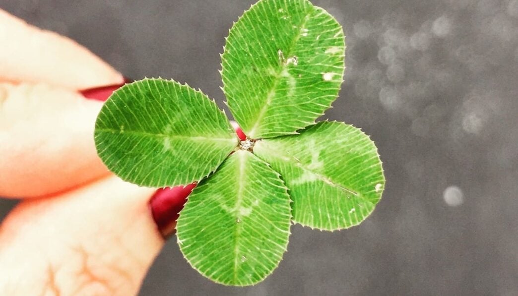 close-up photography of person holding green leaf plant