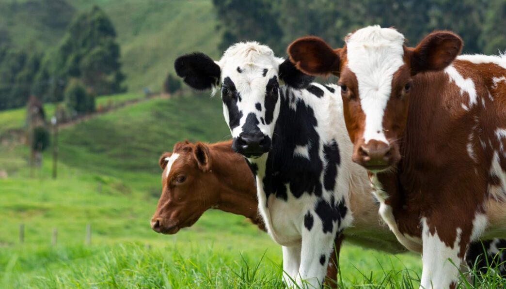 brown and white cow on green grass field during daytime