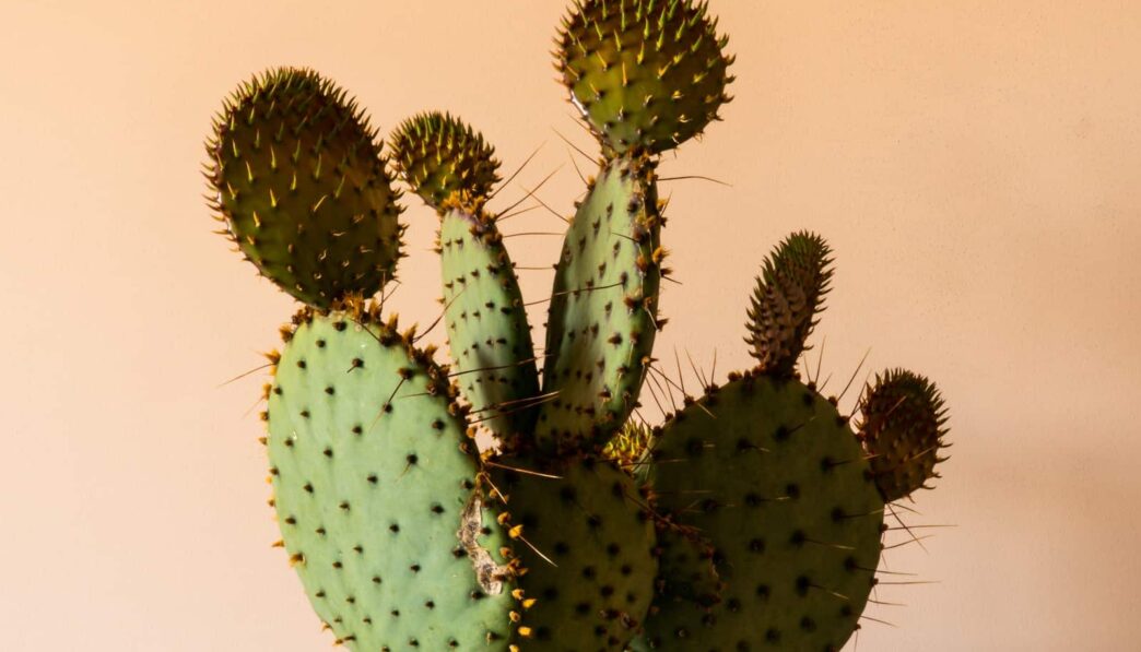 green cactus plant in close up photography