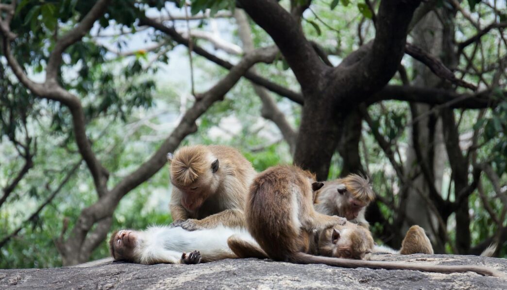 photography of group of monkey on ground