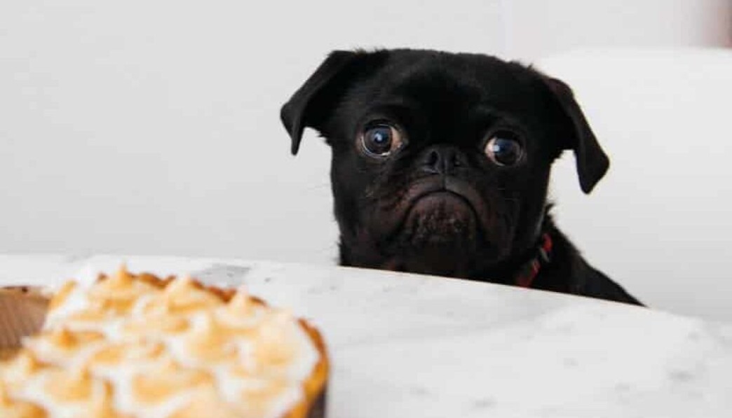 black pug looking at pie