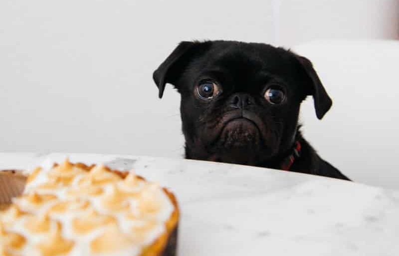 black pug looking at pie