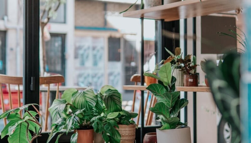 groene planten