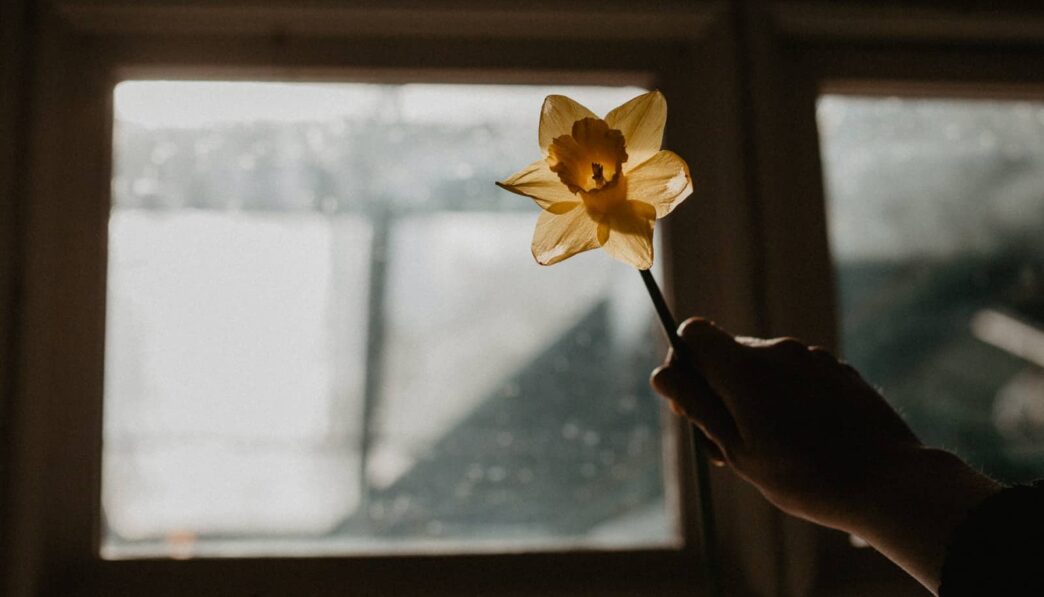 yellow flower in front of glass window