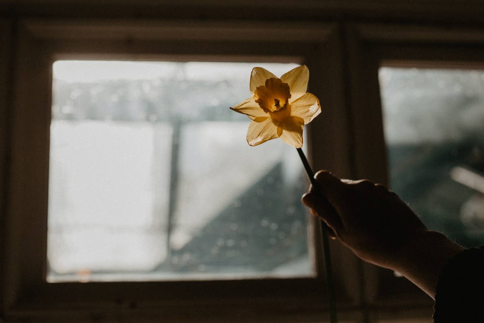 yellow flower in front of glass window