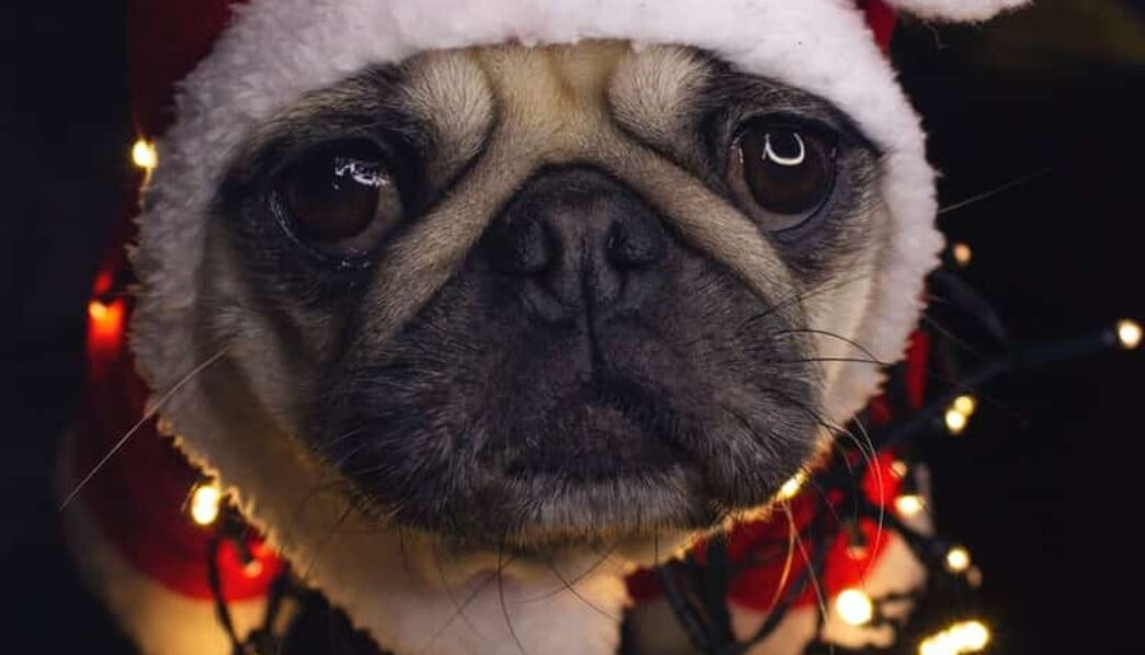 hond die kerst haat