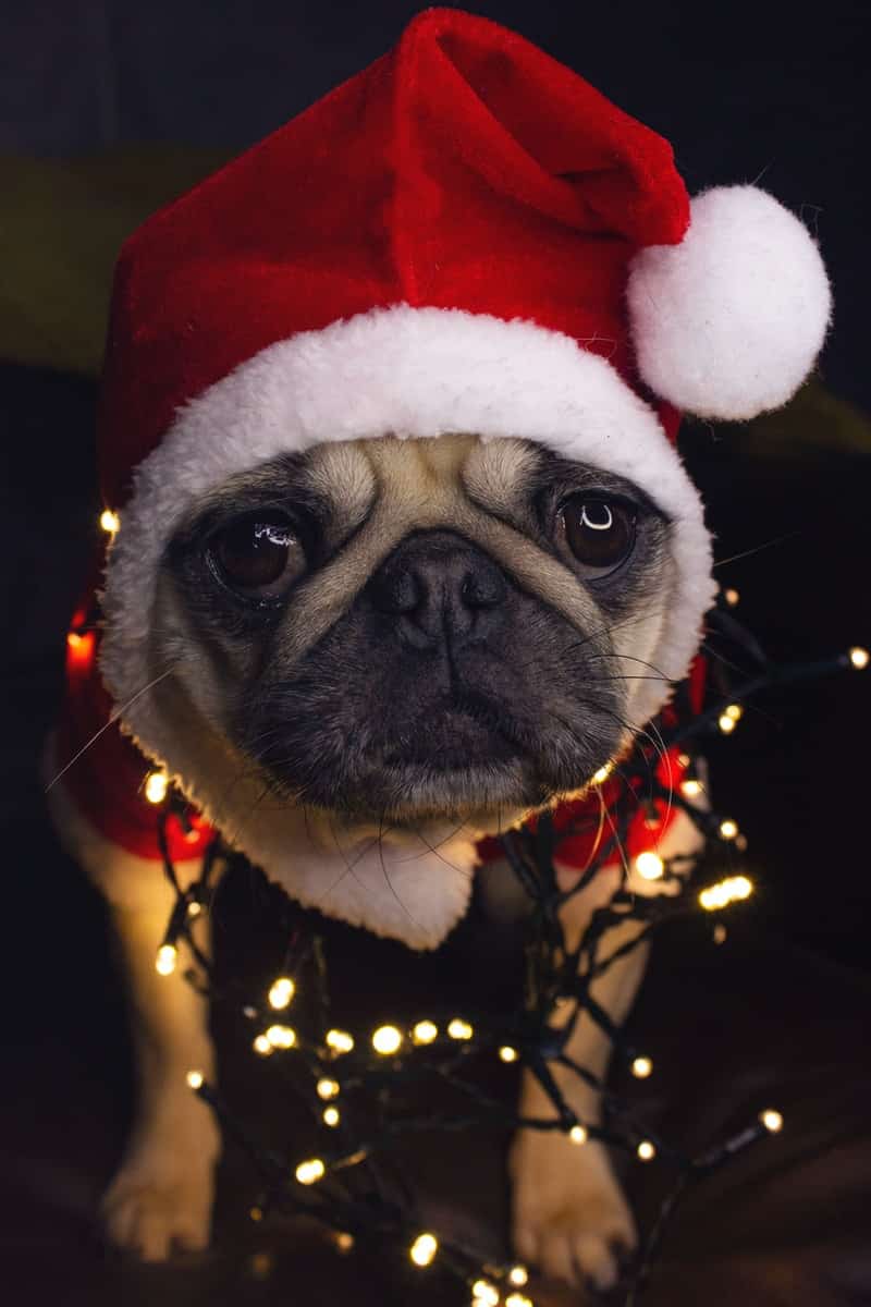 hond die kerst haat