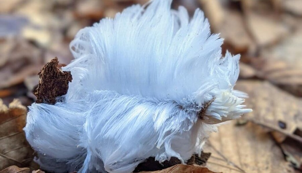white feather on brown dried leaves