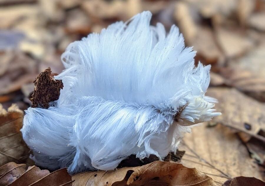 white feather on brown dried leaves
