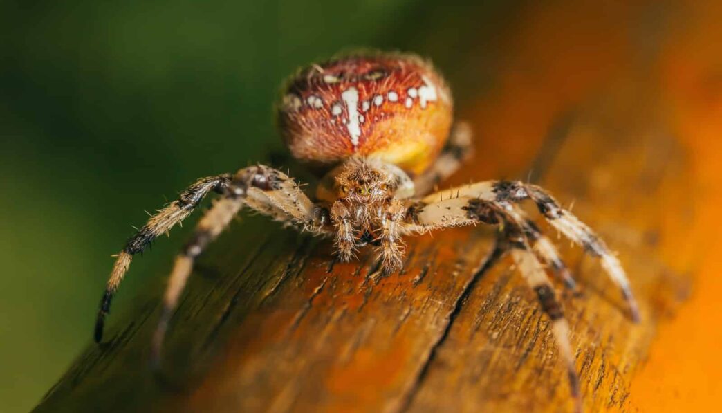 orange and brown spider