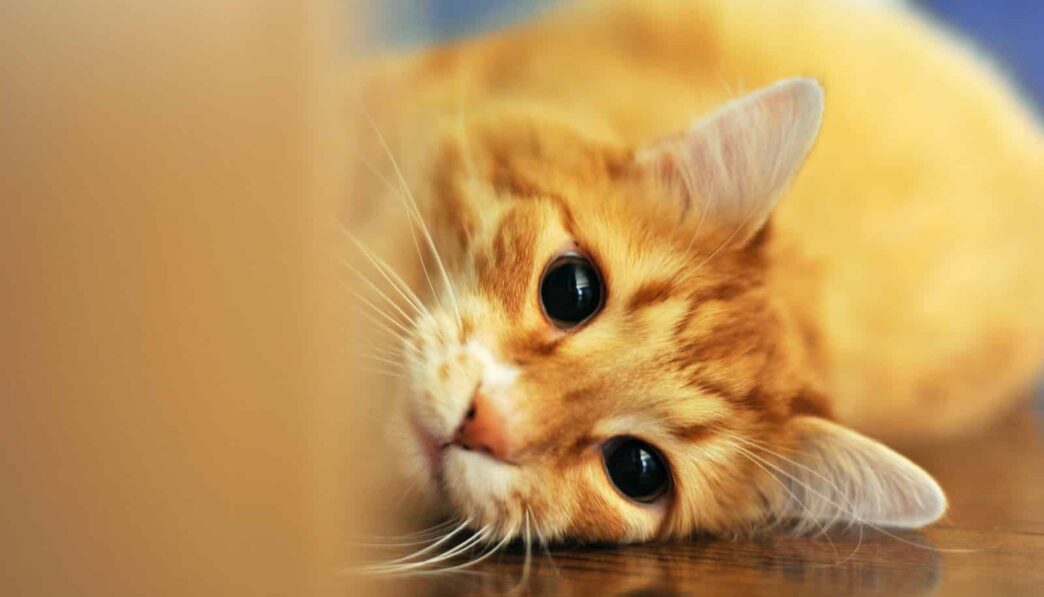 orange tabby cat lying on floor