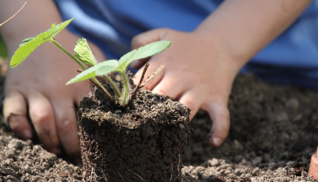 plants g7b9be277a 1920