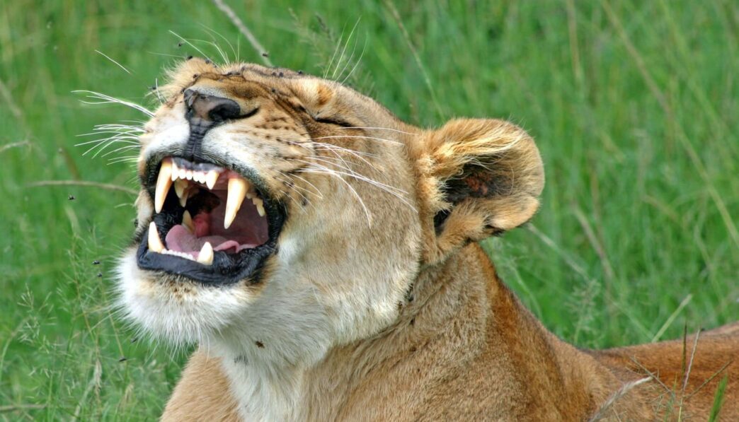 Wat voor humor heb ik?