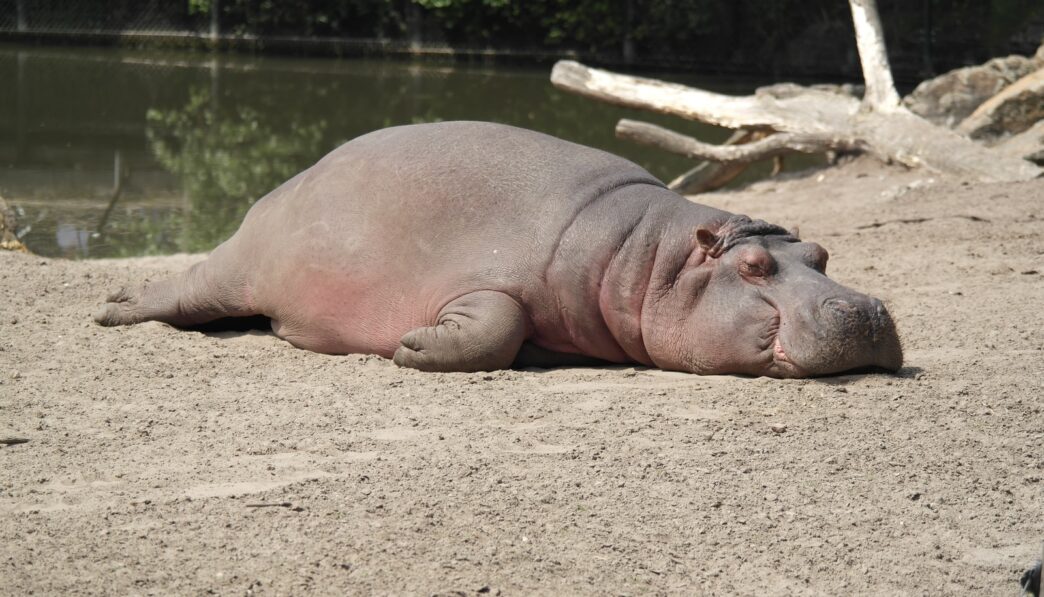 hippopotamus lying on surface near body of water