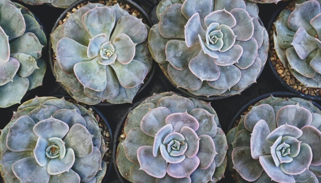 green succulent plants
