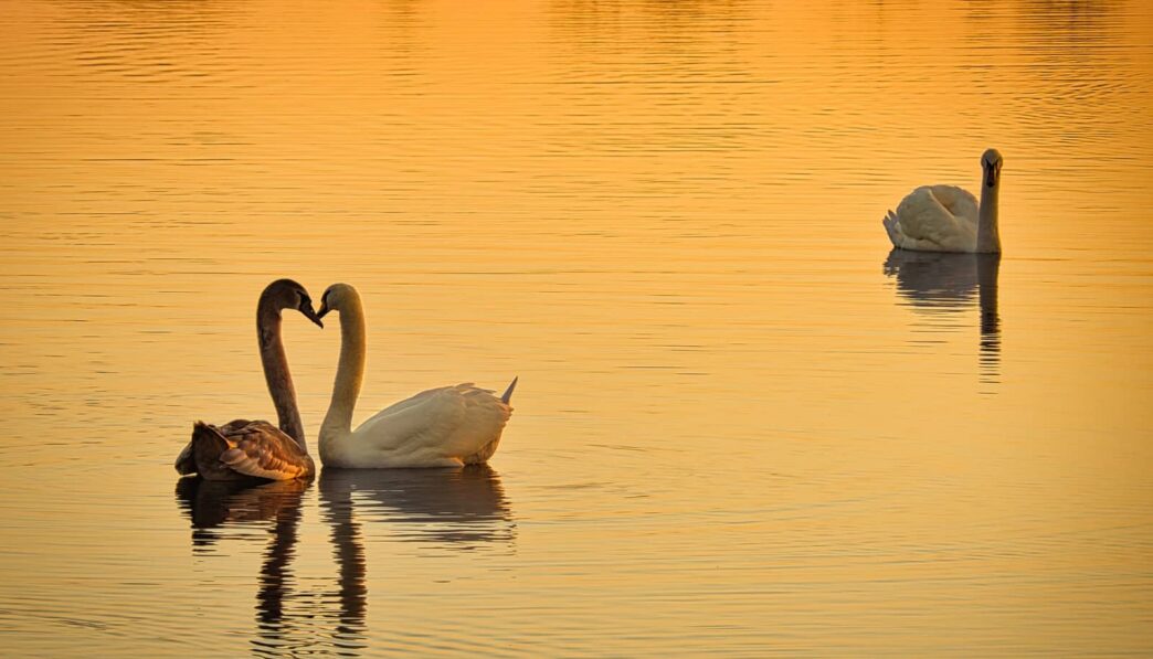 Wat is liefde?