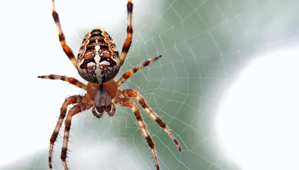 brown and black spider close-up photography
