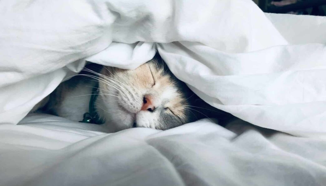 white cat sleeps under white comforter