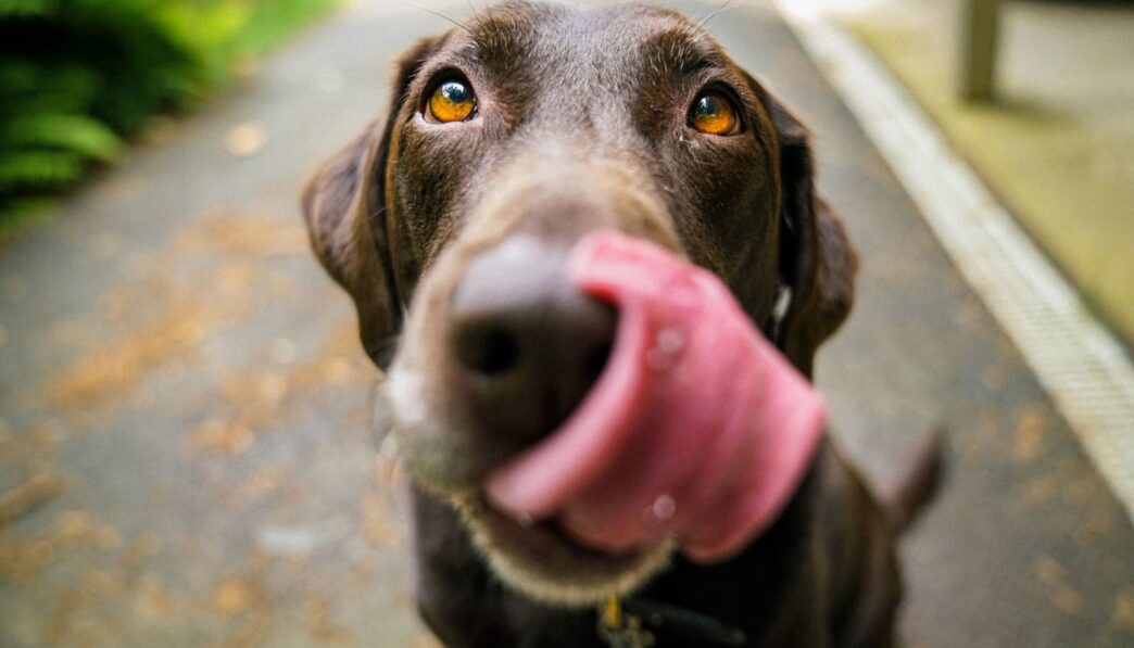 bruine hond