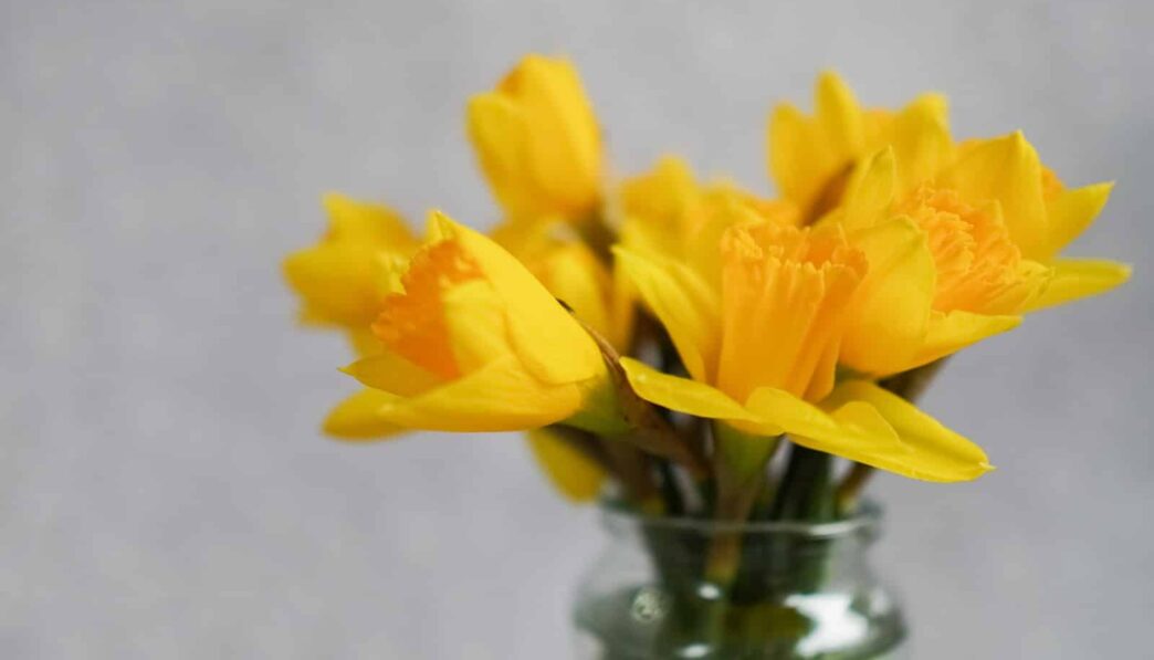 yellow daffodils in clear glass vase