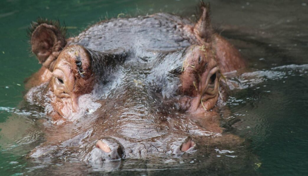 a hippopotamus swimming in a body of water