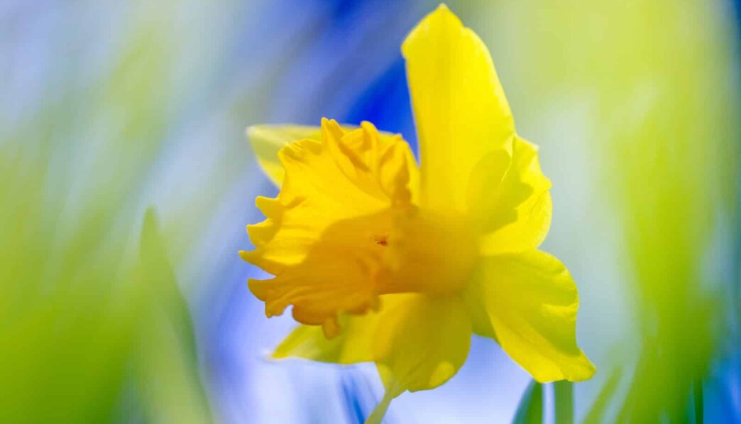 yellow flower in tilt shift lens