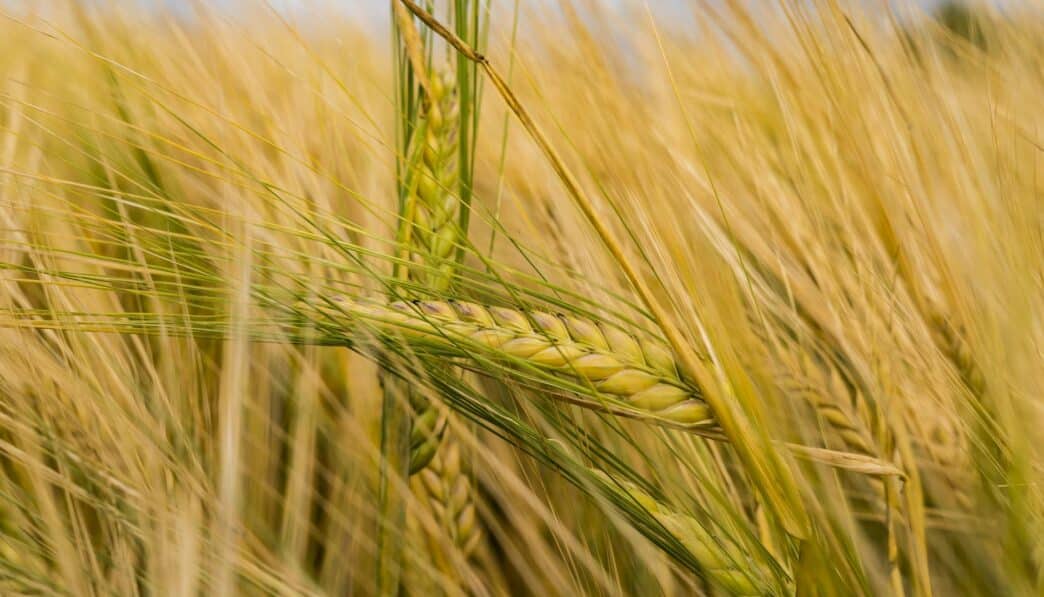 Barley: An Overview of the Cereal Grain and Its Classification