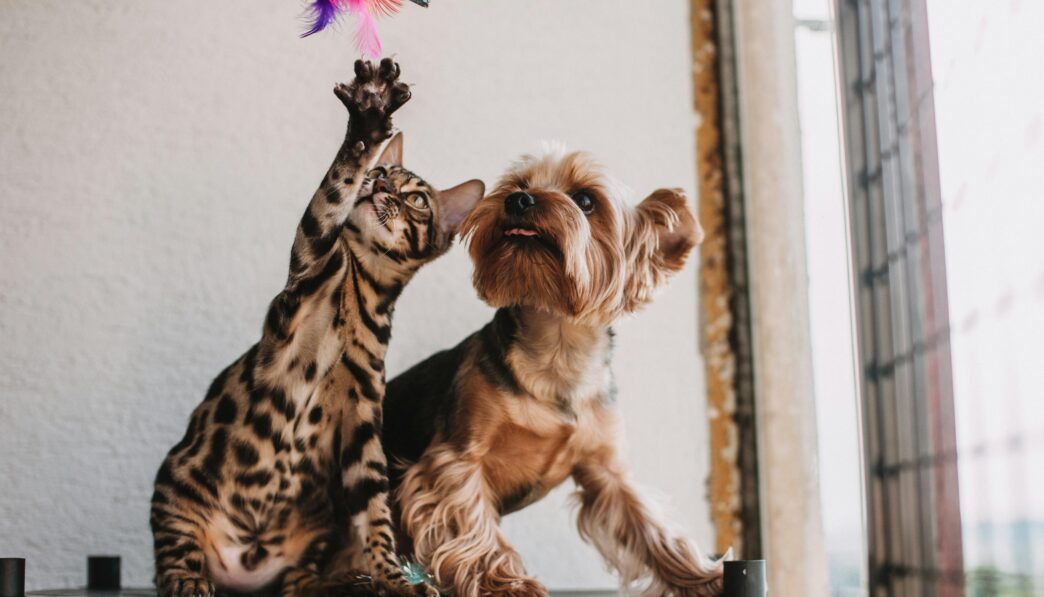 How Your Preference for Cats or Dogs Reflects Your Personality