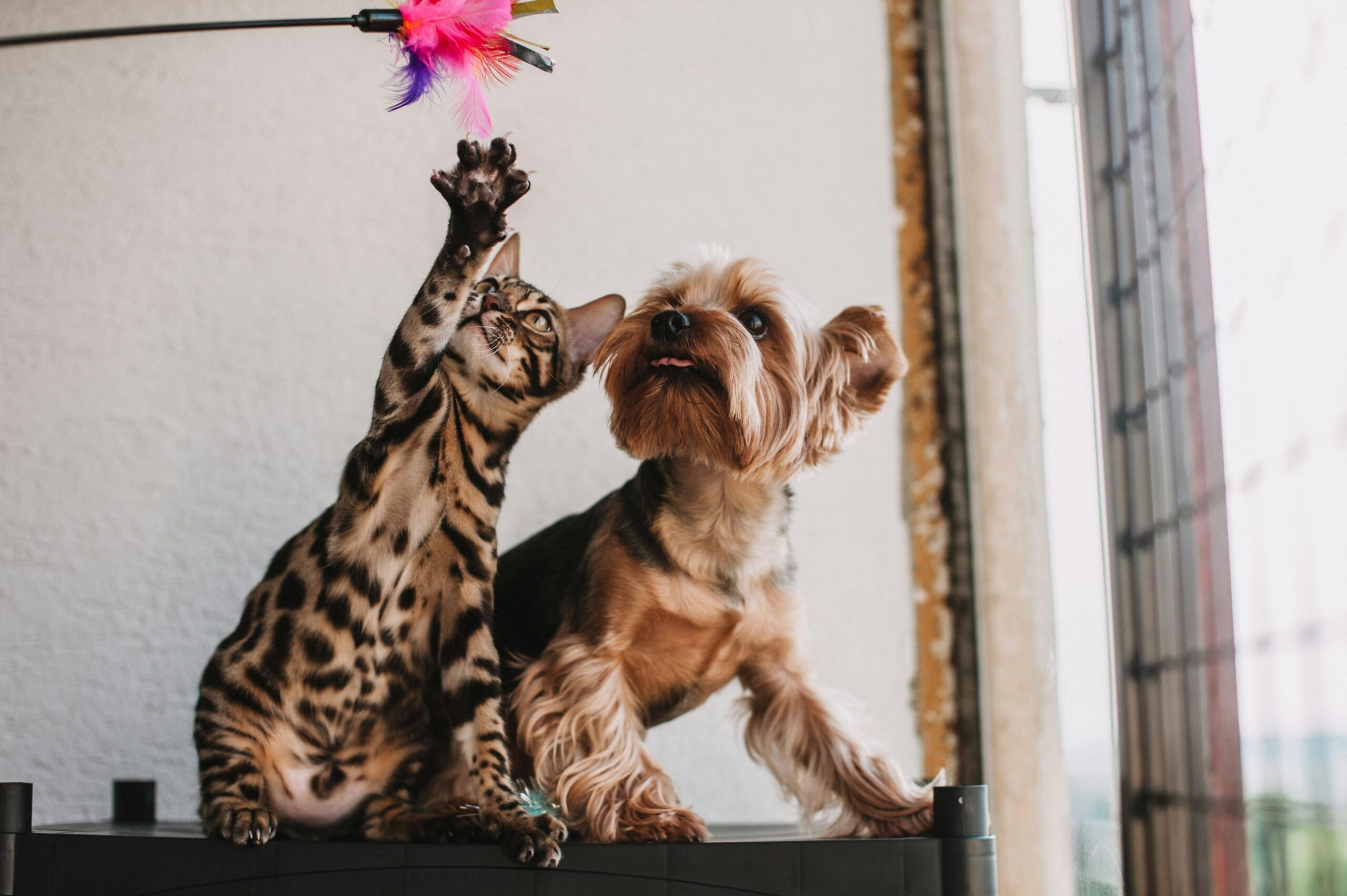 How Your Preference for Cats or Dogs Reflects Your Personality