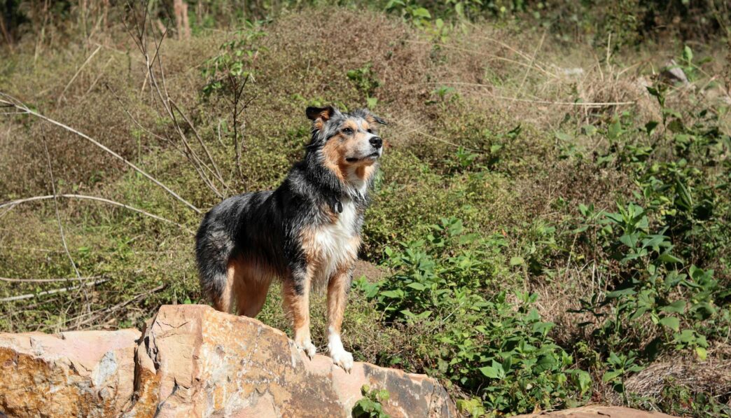 Vavilov Centers: Geographic Origins of Domesticated Plants