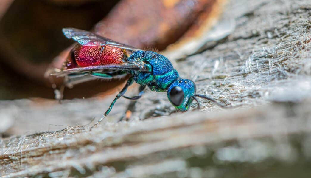 Homo floresiensis: An Extinct Small Human Species from Indonesia
