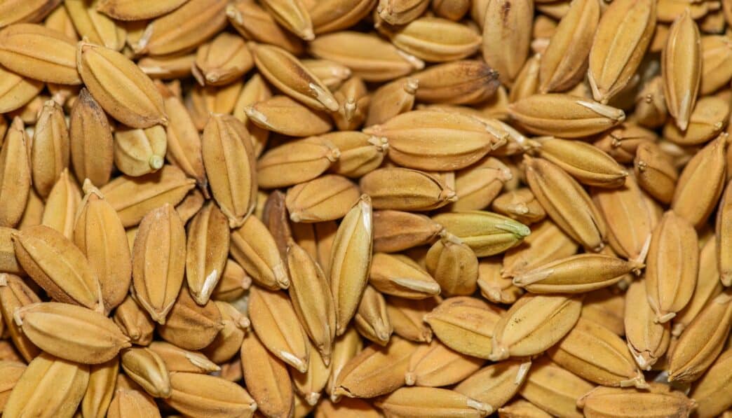 Cereal Grains: Key Staple Foods for Global Diets and Agriculture