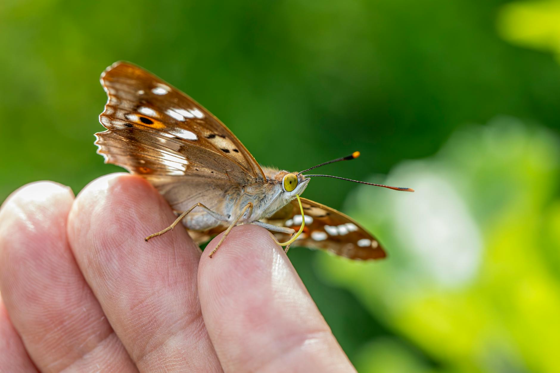 Colonization: Development of Settlements by People and Animals