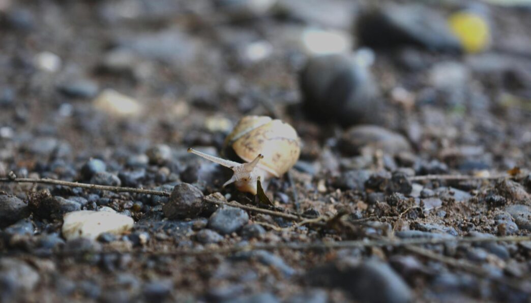 Earliest Life Forms on Earth: Evidence from Fossils and Rocks