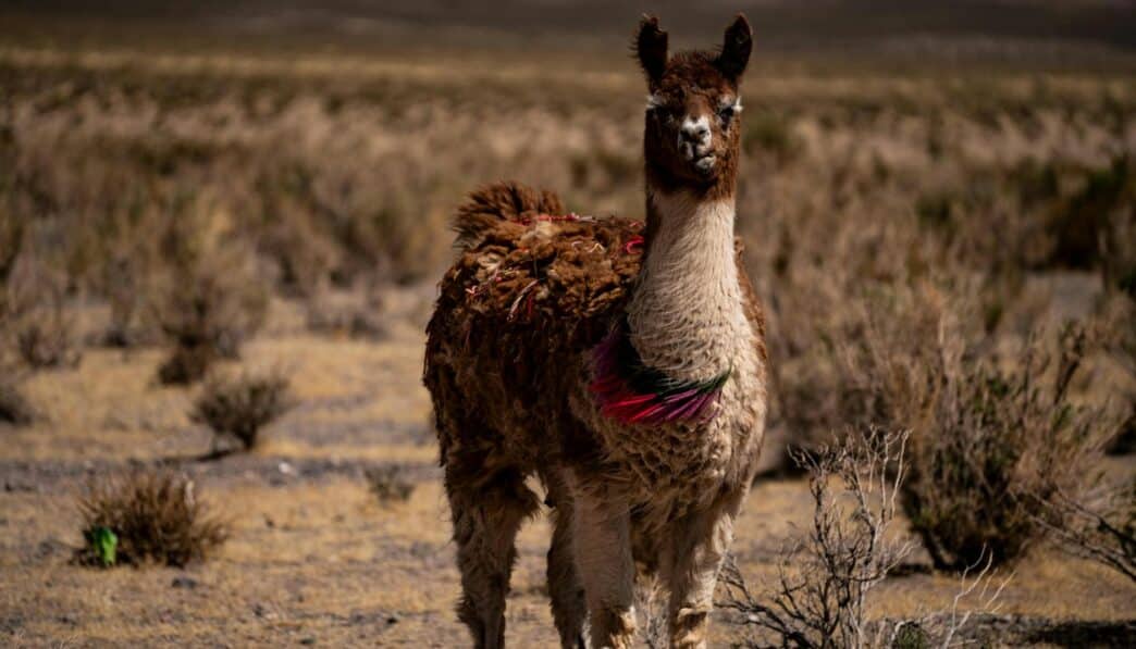 Llama: Domesticated South American Camelid and Pack Animal