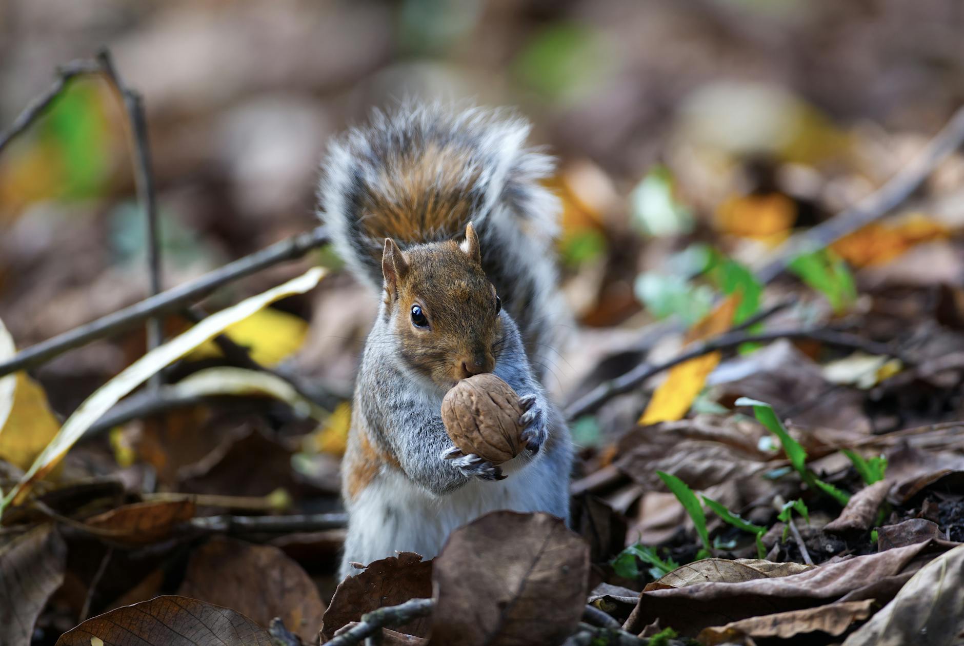 Differences Between Compulsive Eating and Binge Eating Explained