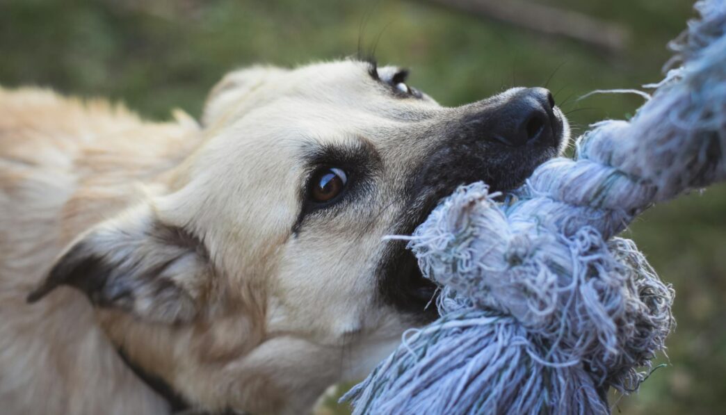 Rabies Symptoms and Treatment: What to Do After a Bite from a Rabid Animal