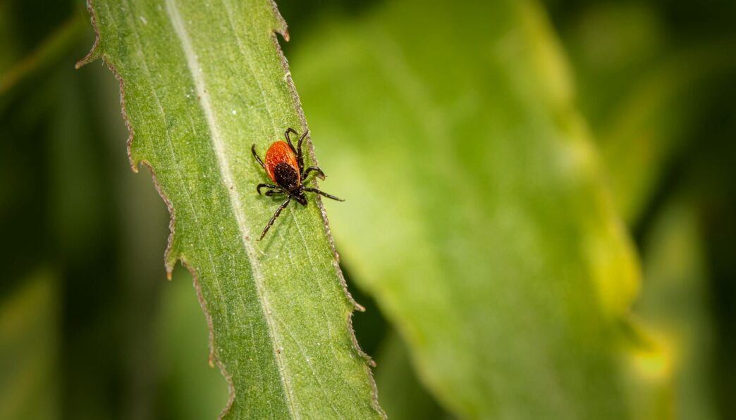 Understanding Ticks: Types, Habitats, and Diseases They Transmit