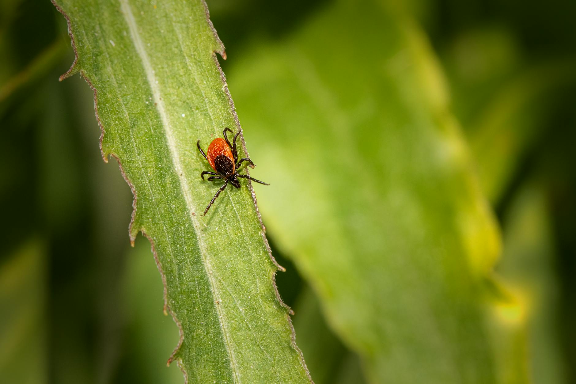 Understanding Ticks: Types, Habitats, and Diseases They Transmit
